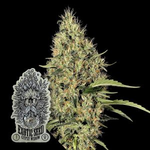 Gipsy Widow Exotic Seeds