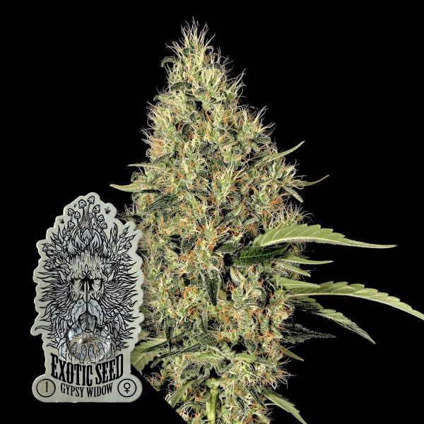 Exotic Seeds Gipsy Widow
