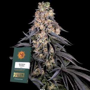 Girl Scout Cookies Barneys Farm