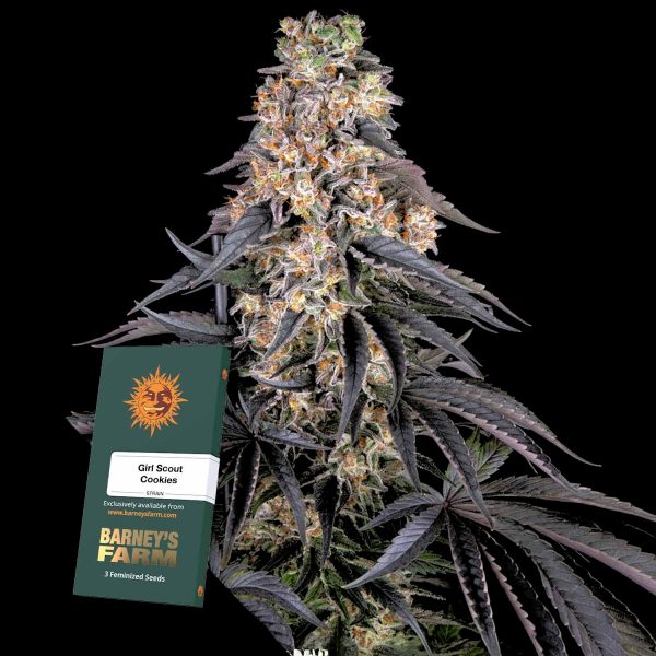 Barneys Farm Girl Scout Cookies