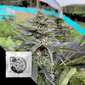 Girl Scout Cookies Cali Connection