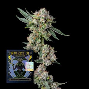 Glue31 Compound Genetics