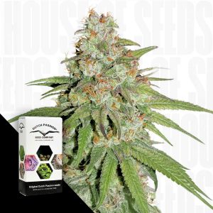 Glueberry Og Dutch Passion