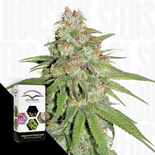 Dutch Passion Glueberry O.G.