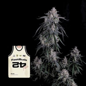 Gmo Auto 420 Fast Buds