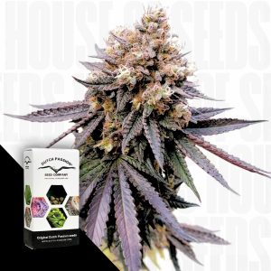 Gmo Fast Dutch Passion