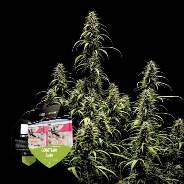 Royal Queen Seeds GOAT´lato AUTO