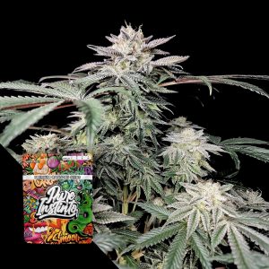 Golden Truffle Puro Instincto