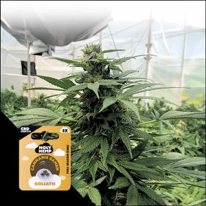 Goliath Cbd Holy Hemp