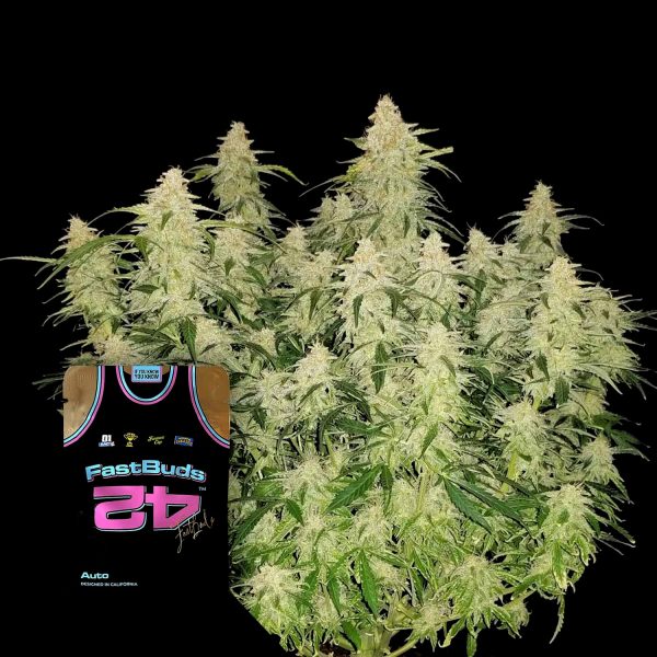 420 Fast Buds Gorilla Auto (Gorilla Glue Auto)
