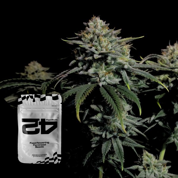 420 Fast Buds Gorilla Cookies FF