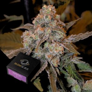 Gorilla Frost Silent Seeds
