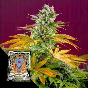 Gorilla Girl F1 Fast Sweet Seeds
