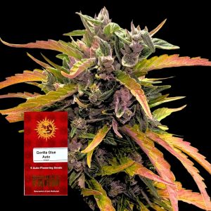 Gorilla Glue Auto Barneys Farm
