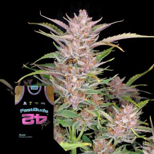 Gorilla Punch Auto 420 Fast Buds