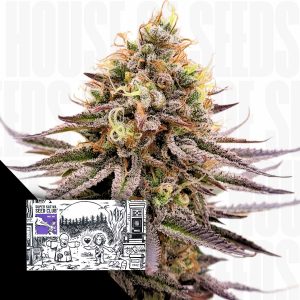 Gorilla Super Glue Dutch Passion