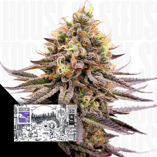 Super Sativa Seed Club Gorilla Super Glue