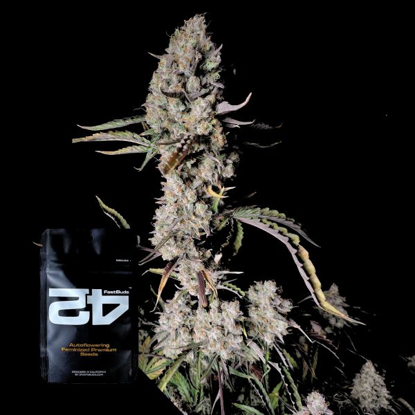 420 Fast Buds Gorilla Z Auto
