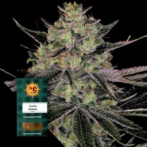 Gorilla Zkittlez Barneys Farm
