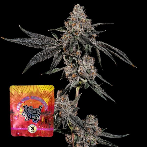 Wizard Trees Grand Prixx