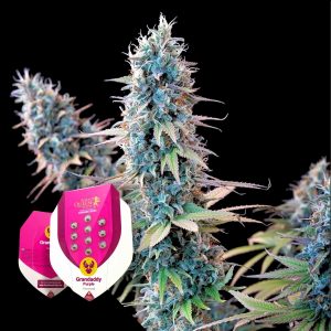 Grandaddy Purple Royal Queen Seeds