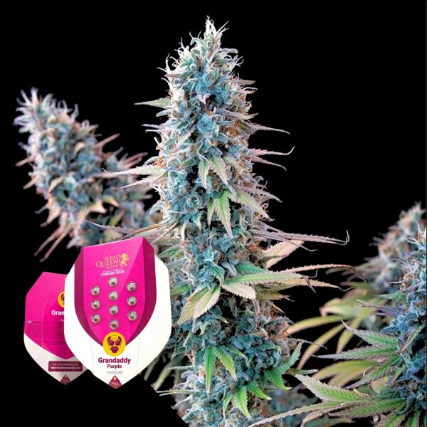 Royal Queen Seeds Granddaddy Purple