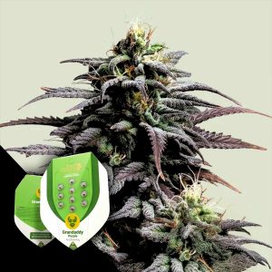 Granddaddy Purple Auto Royal Queen Seeds