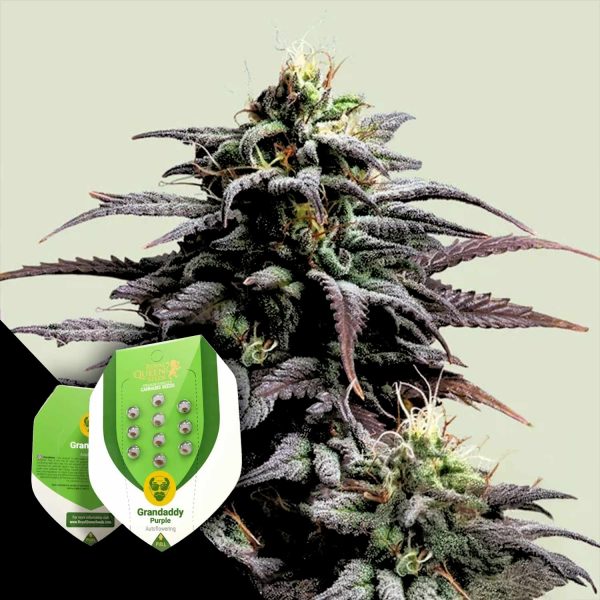Royal Queen Seeds Granddaddy Purple Auto