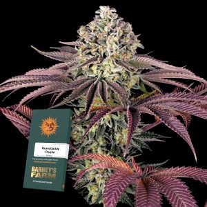 Barneys Farm GrandDaddy Purple