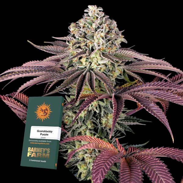 Barneys Farm GrandDaddy Purple