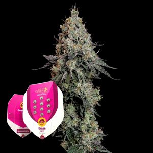 Grape Ape Royal Queen Seeds