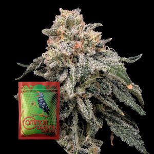 Common Wealth Seeds Co. Grape Goblin