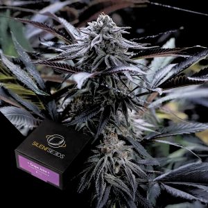 Grape Juice Silent Seeds