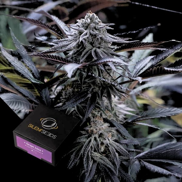 Silent Seeds Grape Juice