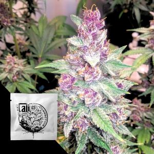 Cali Connection Grape Kush
