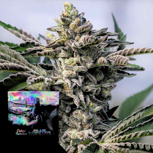 Cipher Genetics Grape Lobster