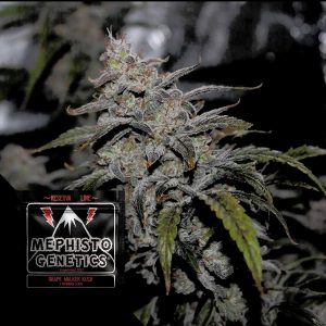 Grape Walker Kush Auto Mephisto Genetics