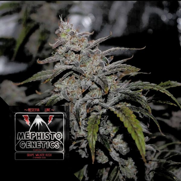 Mephisto Genetics Grape Walker Kush Auto