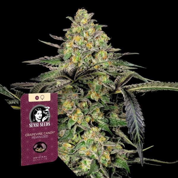Sensi Seeds Grapevine Candy