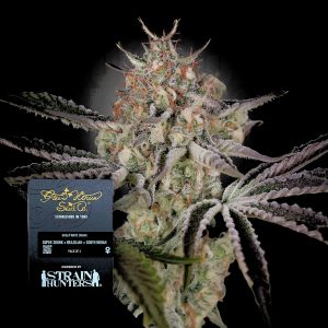 Great White Shark Green House Seeds