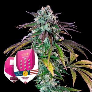 Green Crack Punch Royal Queen Seeds