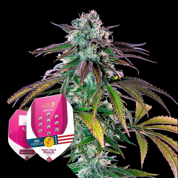 Royal Queen Seeds Green Crack Punch