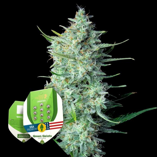 Royal Queen Seeds Green Gelato Auto