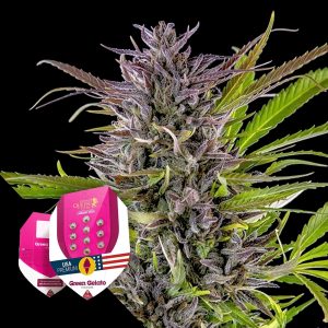 Green Gelato Royal Queen Seeds