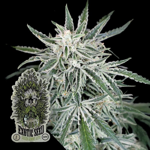 Exotic Seeds Green Gummy Auto