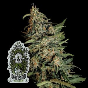 Exotic Seeds Green Gummy