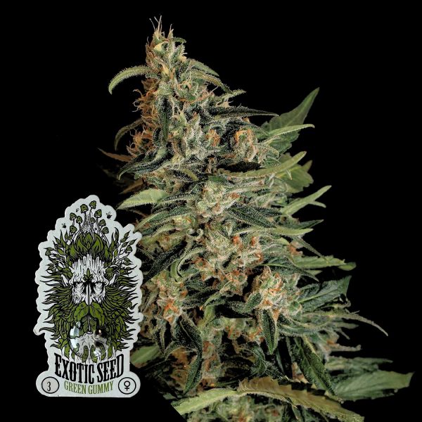 Exotic Seeds Green Gummy