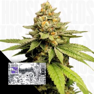 Green Papaya Super Sativa Seed Club