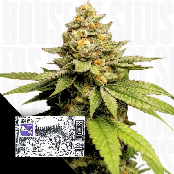 Super Sativa Seed Club Green Papaya