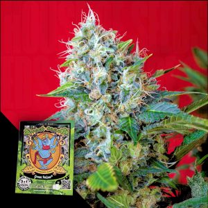 Green Poison Sweet Seeds
